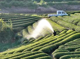 浙江金华：茶农在茶园喷水