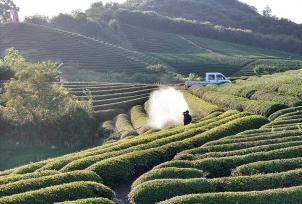 浙江金华：茶农在茶园喷水