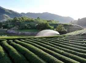 浙江金华：茶农在茶园喷水
