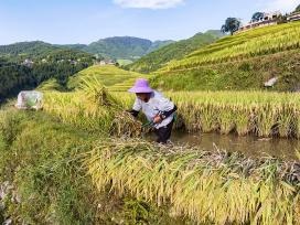 贵州从江：加榜梯田陆续成熟 村民抢收水稻