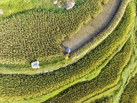 贵州从江：加榜梯田陆续成熟 村民抢收水稻