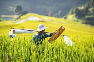 贵州从江：加榜梯田陆续成熟 村民抢收水稻