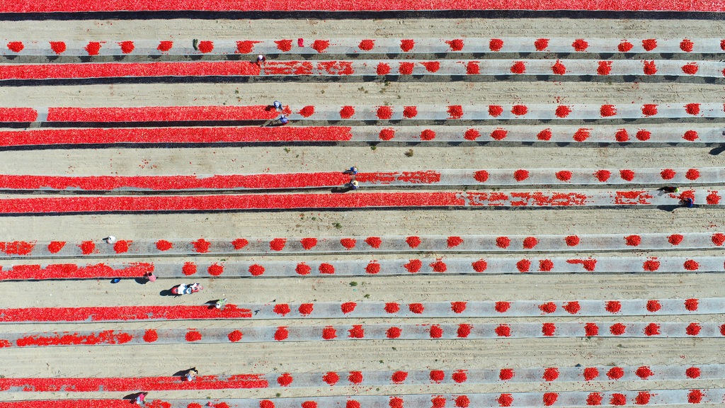 新疆铁门关：戈壁滩上晾晒番茄