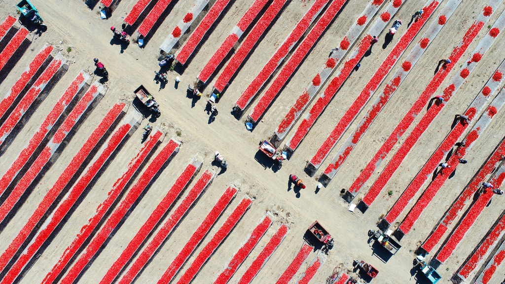 新疆铁门关：戈壁滩上晾晒番茄