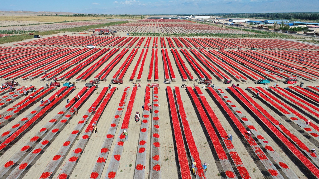 新疆铁门关：戈壁滩上晾晒番茄