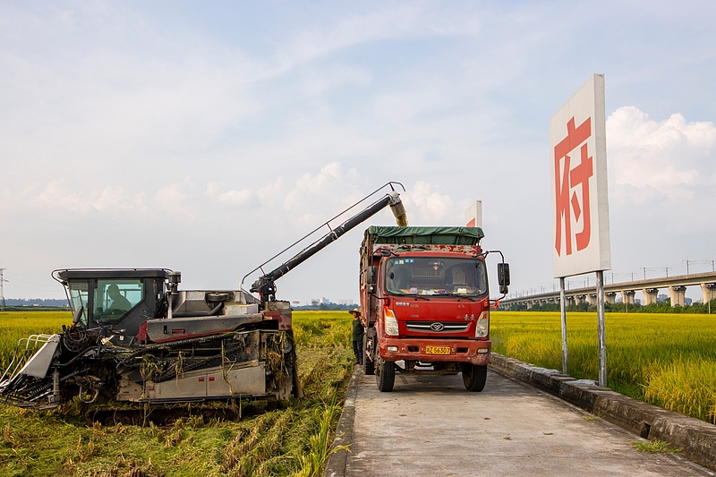 四川眉山：永丰村千亩水稻迎来收获季