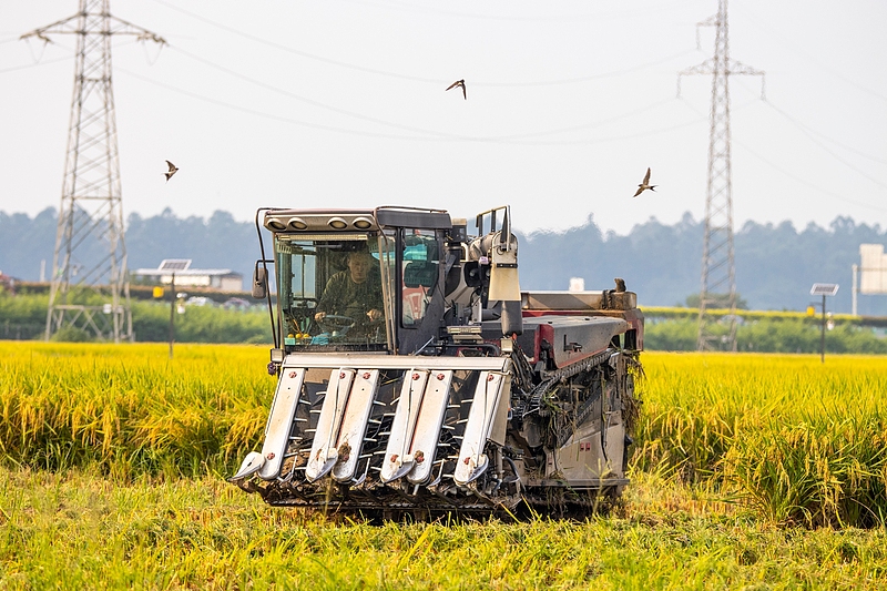 四川眉山：永丰村千亩水稻迎来收获季