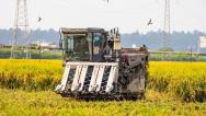 四川眉山：永丰村千亩水稻迎来收获季