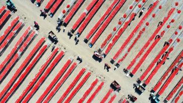 新疆铁门关：戈壁滩上晾晒番茄