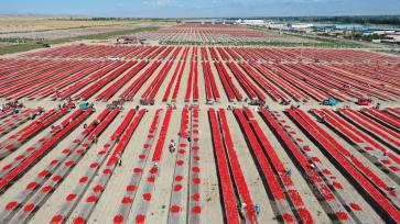 新疆铁门关：戈壁滩上晾晒番茄