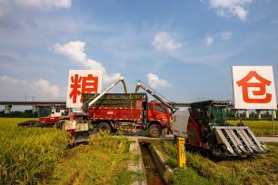 四川眉山：永丰村千亩水稻迎来收获季