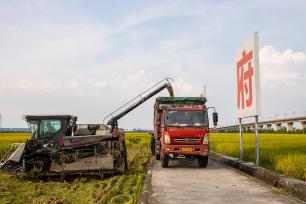 四川眉山：永丰村千亩水稻迎来收获季