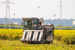 四川眉山：永丰村千亩水稻迎来收获季
