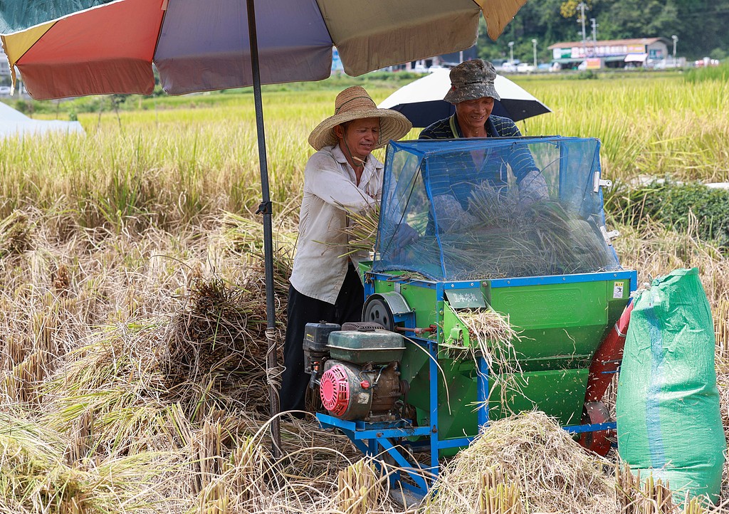 贵州从江：农民抢抓农时秋收水稻