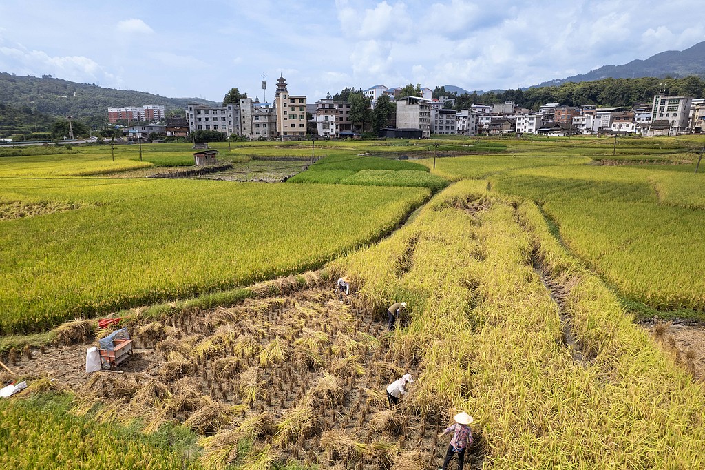贵州从江：农民抢抓农时秋收水稻
