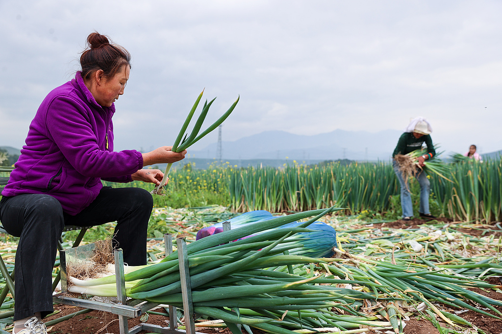 青海西宁：高原蔬菜喜获丰收