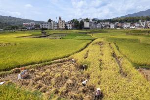 贵州从江：农民抢抓农时秋收水稻