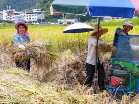 贵州从江：农民抢抓农时秋收水稻