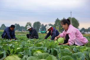 青海西宁：高原蔬菜喜获丰收