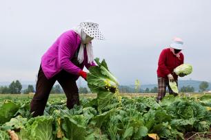 青海西宁：高原蔬菜喜获丰收