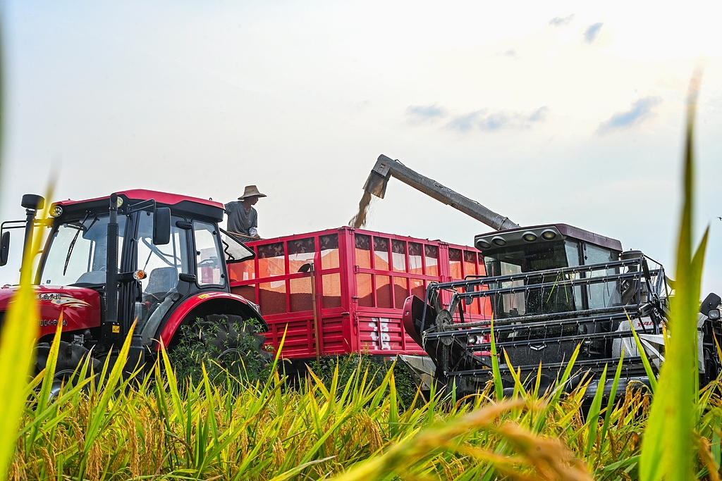湖北英山：农民驾驶农机收割中稻