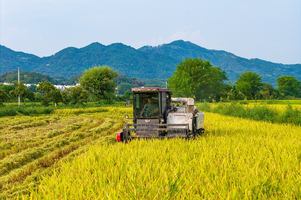 湖北英山：农民驾驶农机收割中稻