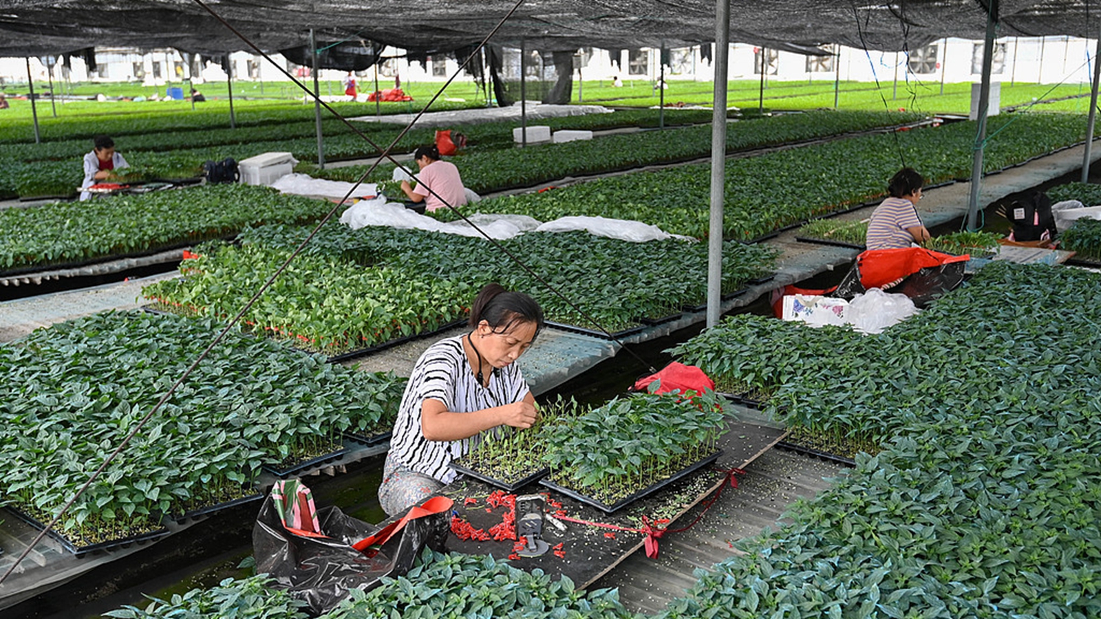 山东青州：大棚蔬菜育苗繁忙有序