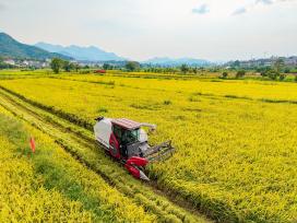 湖北英山：农民驾驶农机收割中稻