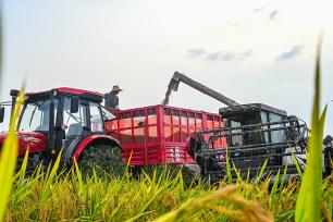 湖北英山：农民驾驶农机收割中稻