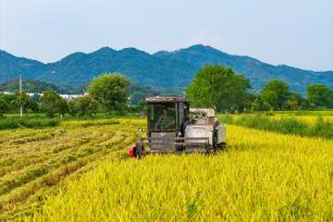湖北英山：农民驾驶农机收割中稻