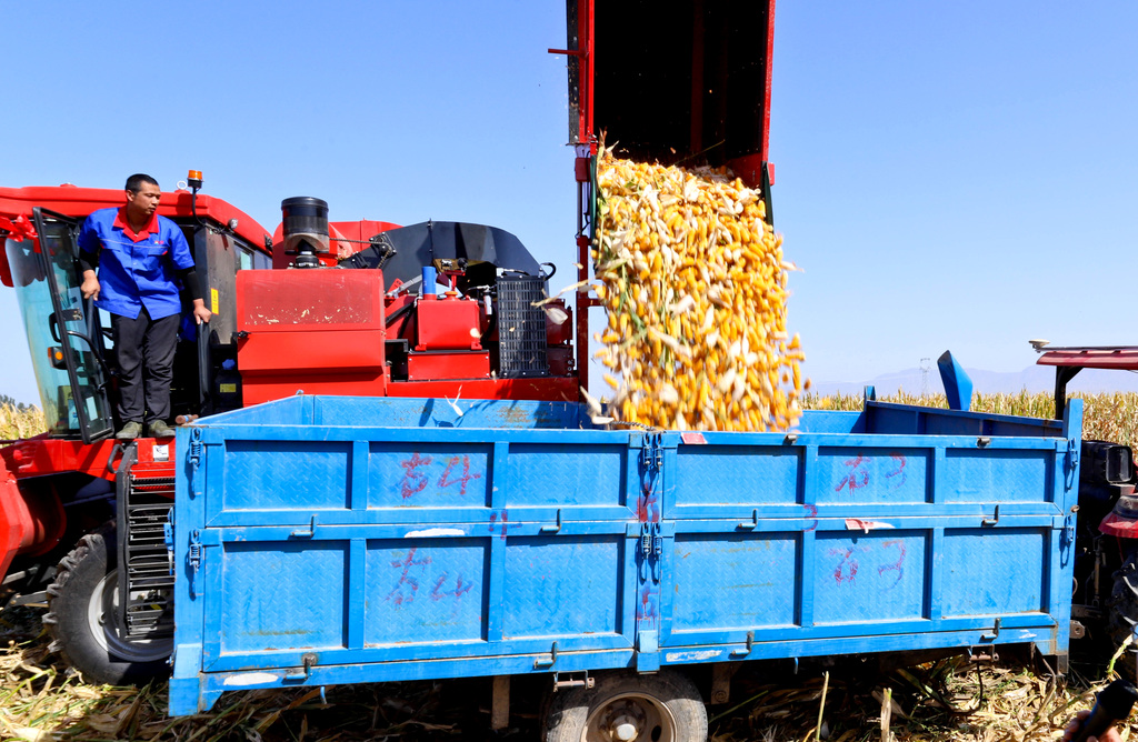 甘肃张掖：机械化收获制种玉米