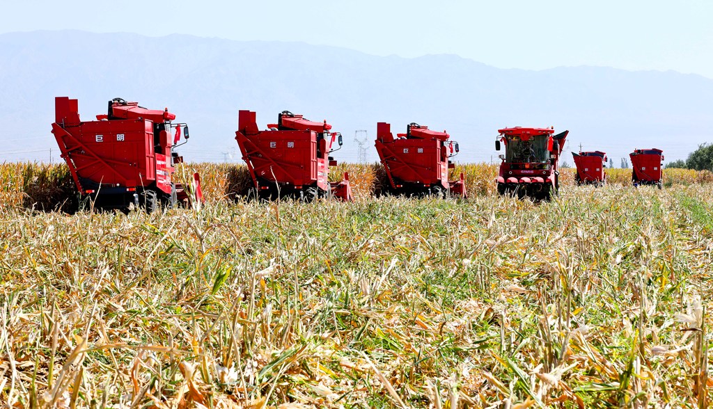 甘肃张掖：机械化收获制种玉米