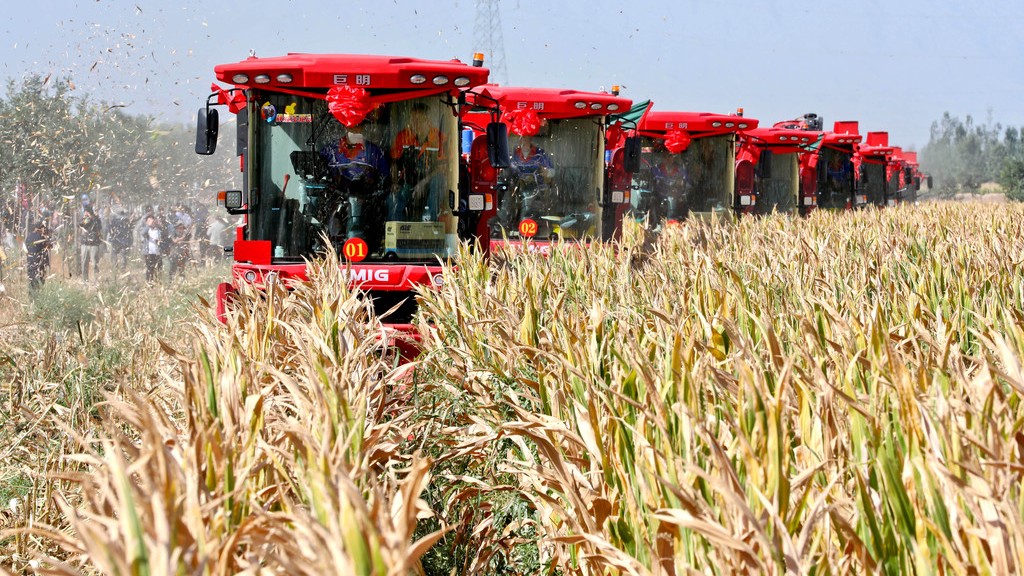 甘肃张掖：机械化收获制种玉米