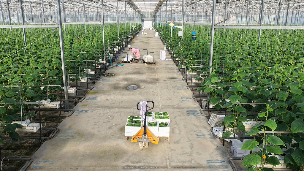 山东聊城：温室蔬菜丰收上市