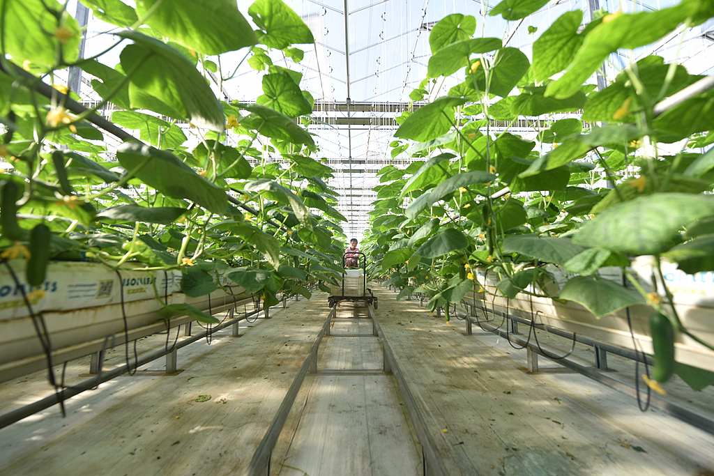 山东聊城：温室蔬菜丰收上市