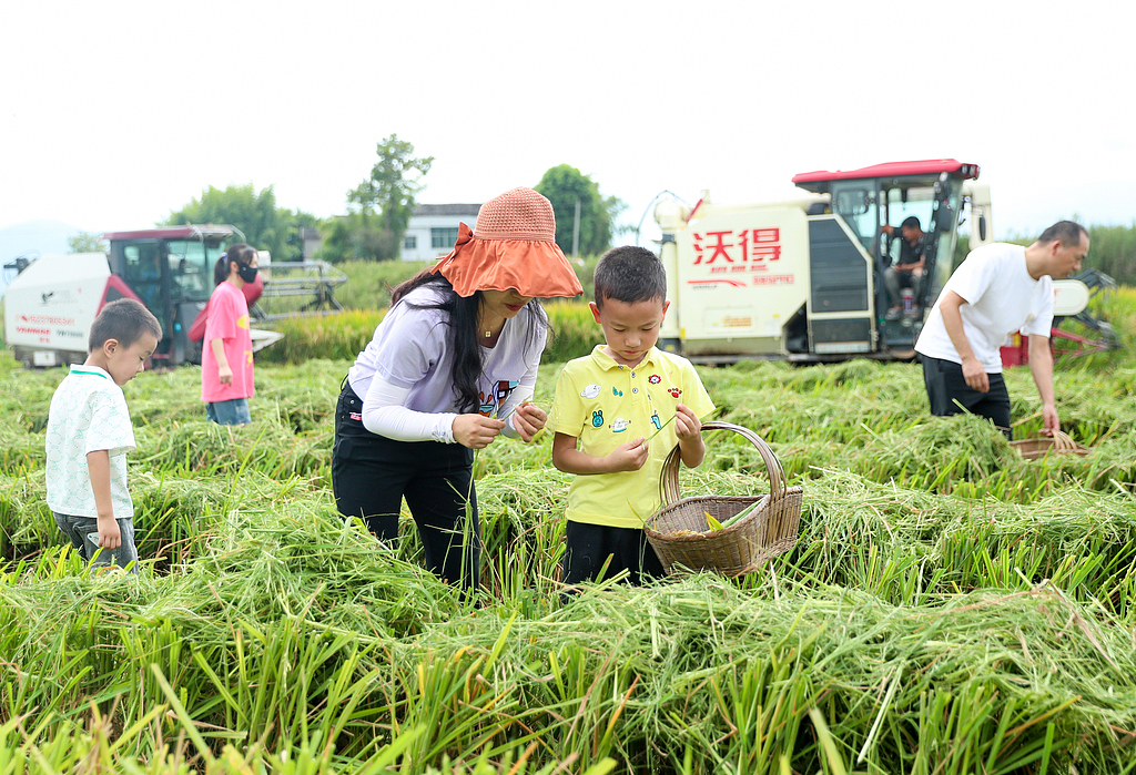 四川华蓥：亲子研学进稻田
