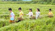 四川华蓥：亲子研学进稻田