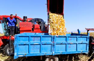 甘肃张掖：机械化收获制种玉米