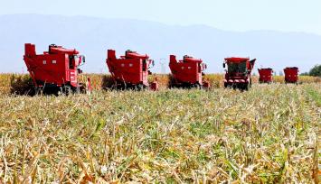 甘肃张掖：机械化收获制种玉米