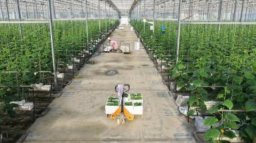 山东聊城：温室蔬菜丰收上市