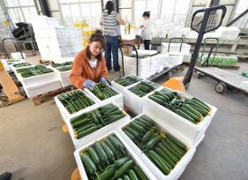 山东聊城：温室蔬菜丰收上市