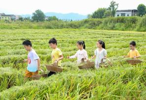 四川华蓥：亲子研学进稻田