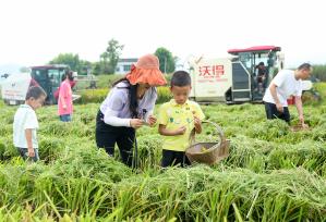 四川华蓥：亲子研学进稻田