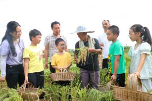 四川华蓥：亲子研学进稻田