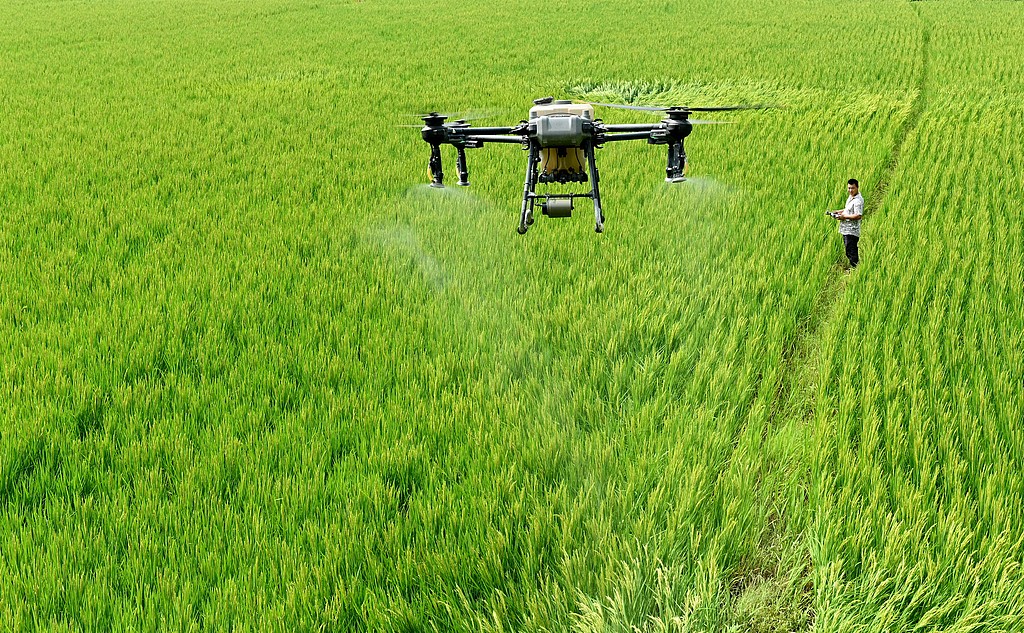 湖南邵阳：农技员施肥助力水稻丰产