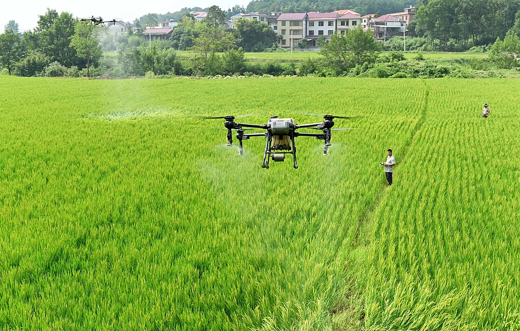 湖南邵阳：农技员施肥助力水稻丰产