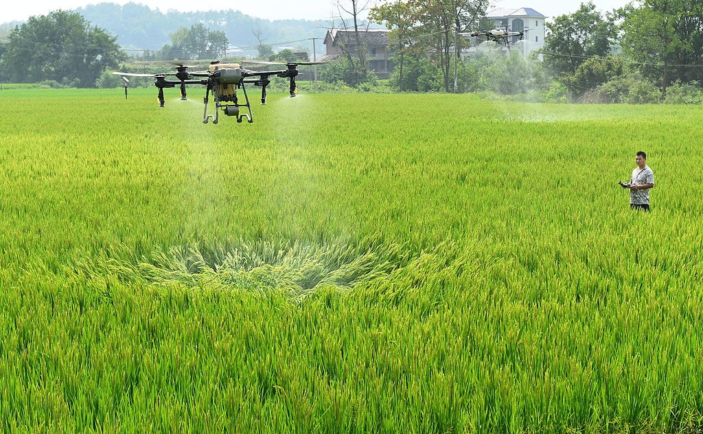 湖南邵阳：农技员施肥助力水稻丰产