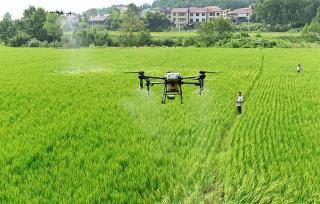 湖南邵阳：农技员施肥助力水稻丰产