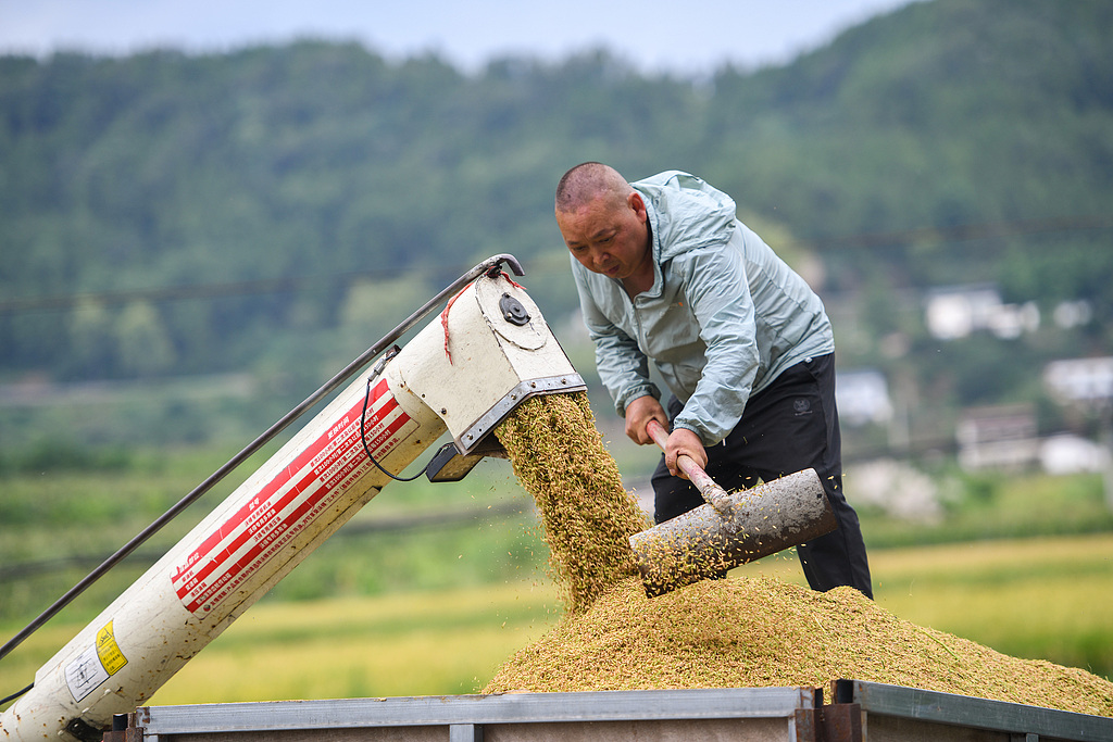 四川阆中：万亩水稻“开镰”收获