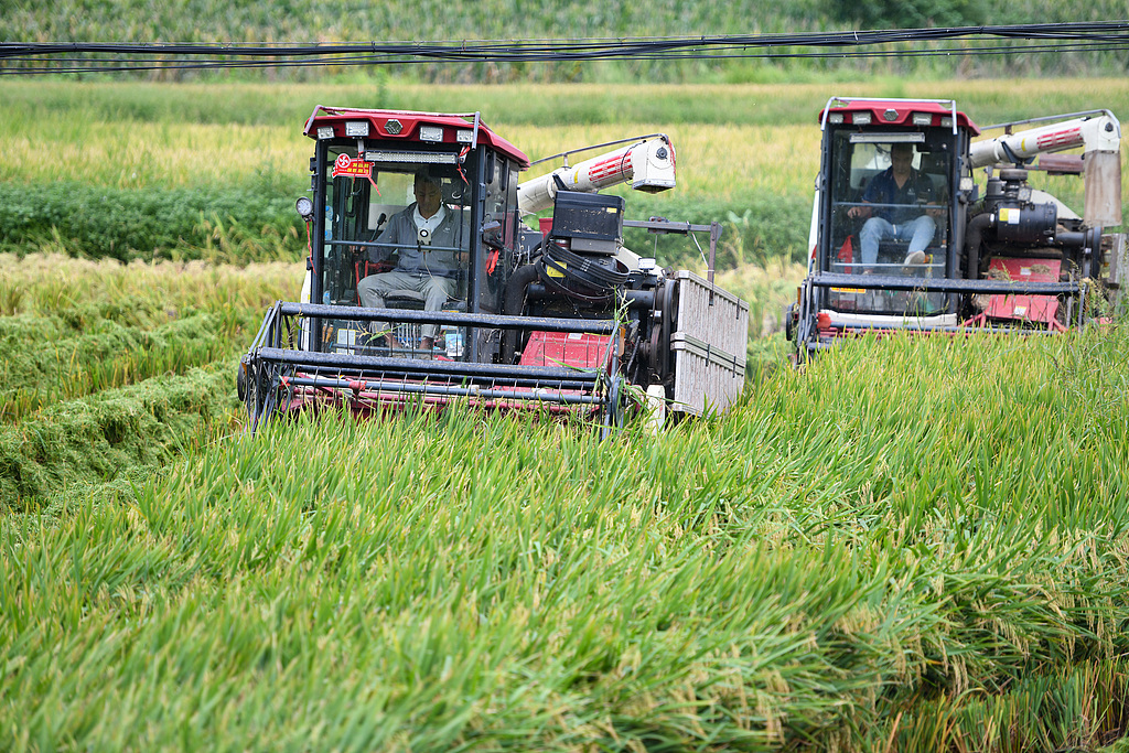 四川阆中：万亩水稻“开镰”收获